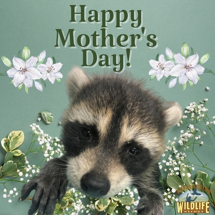 Save Wild Orphans With Your Mother's Day E-Card! eCards