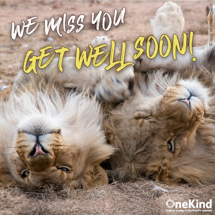 Send Get Well wishes. eCards
