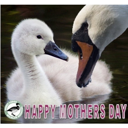 Send a Mother's Day E-Card eCards