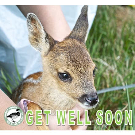 Send a Get Well Soon E-card eCards