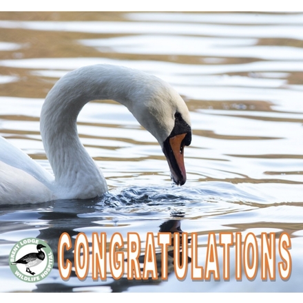 Send a Congratulations E-card eCards