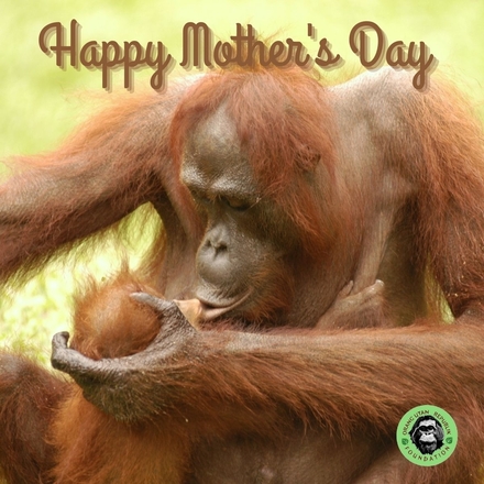 Send a Mother's Day e-Card eCards