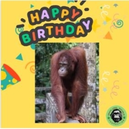 Send a Happy Birthday E-Card eCards