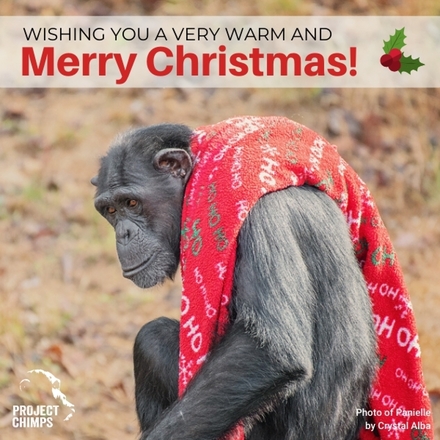 Christmas eCards