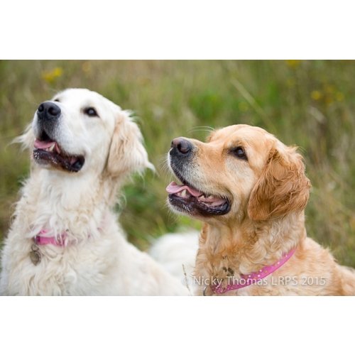 Happy paws puppy rescue eCards DontSendMeACard
