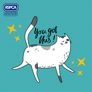 Rspca coventry best sale find a pet
