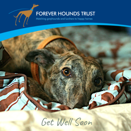 Send a Get Well Soon card eCards