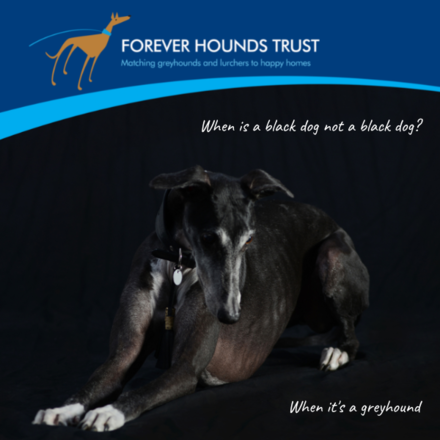 Black Dog Day eCards