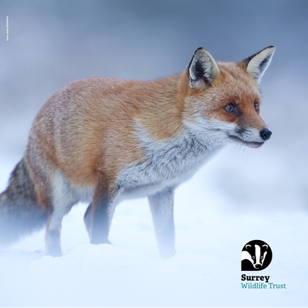 Winter Fox eCards