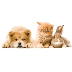 4 Paws Rescue Foundation eCards
