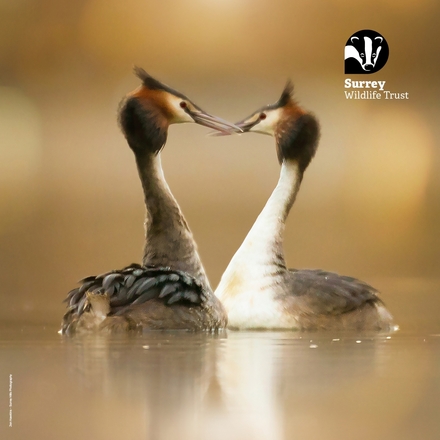 Kissing Grebes eCards