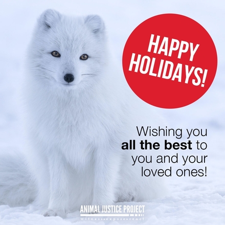 Help animals by sending Christmas E-Cards this festive season! eCards