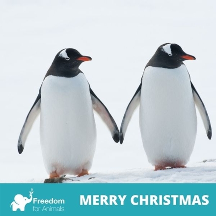 Send a Christmas Card to a fellow animal lover! eCards