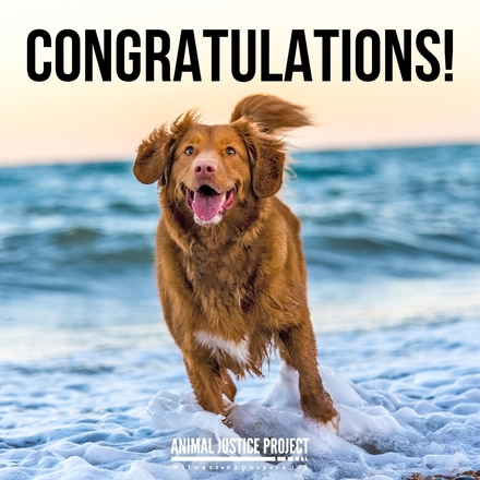 Help animals when sending Congratulations eCards