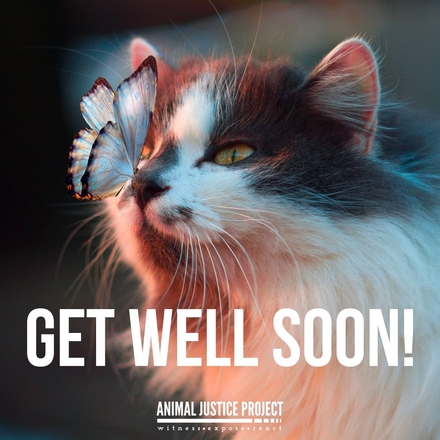 Send Get Well wishes and support animals eCards