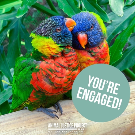 You're engaged! Spread the love eCards