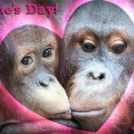 Send a Valentine's Day E-Card and Send Some Love To The Orangutans eCards