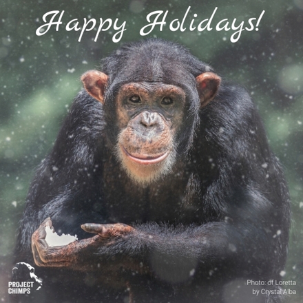 Happy Holidays eCards