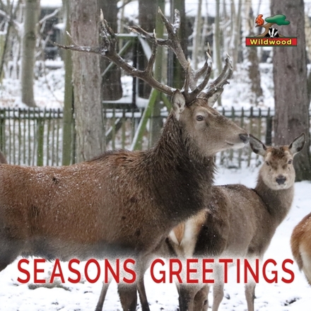 Send Corporate Christmas E-Cards eCards