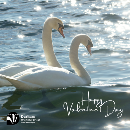Send a Valentine's Day E-Card eCards