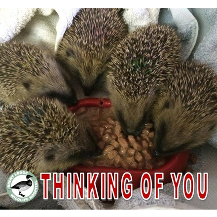 Send a Thinking of you E-card eCards