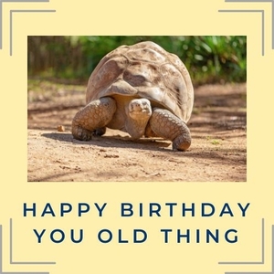 Happy birthday you old thing funny tortoise card.