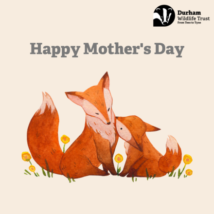 Send a Mother's Day E-Card eCards