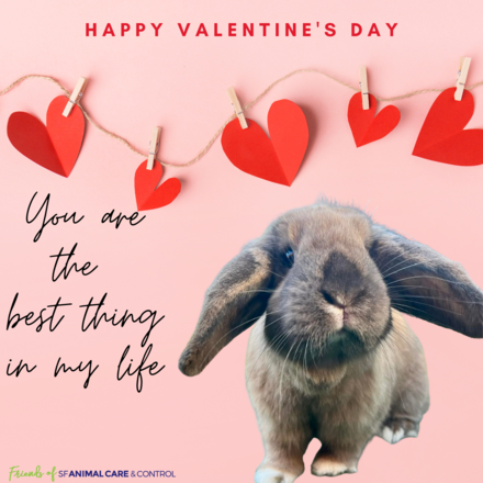 Send a Valentine's Day E-Card eCards