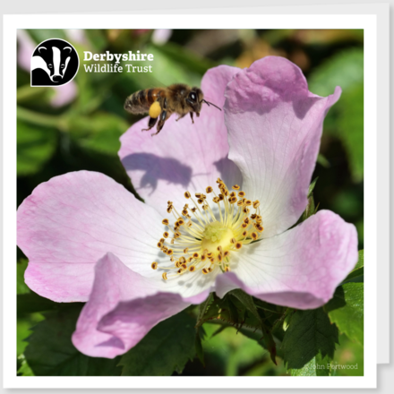 Send a Mother's Day E-Card eCards