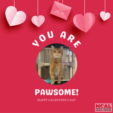 You're Pawsome eCards