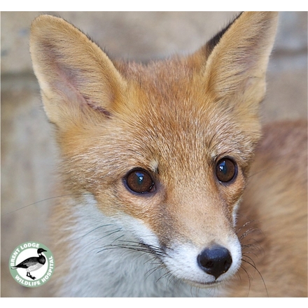 Help orphaned wildlife eCards