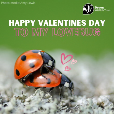 Send a Valentine's Day E-Card eCards