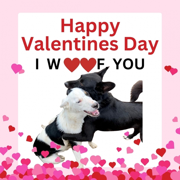 Border Collie Rescue & Rehab Valentine's Day eCards