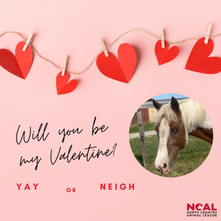 Yay or Neigh eCards