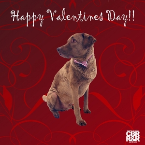 Chesapeake Bay Retriever Relief Rescue Valentine s Day eCards