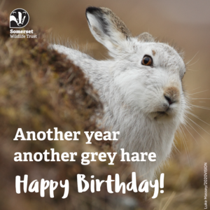 Another year another gray hare funny birthday card.