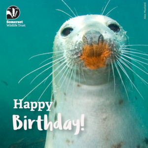 Happy birthday ecard seal cute.
