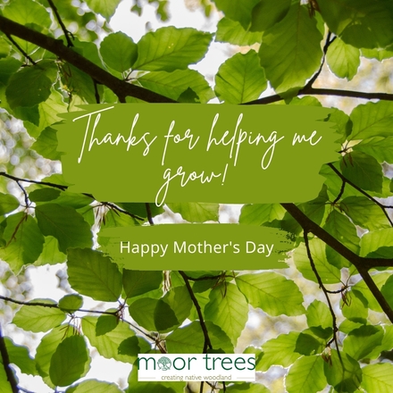 Send a Mother's Day E-Card eCards