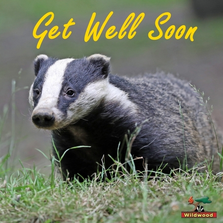 Send a Get Well Soon E-Card eCards