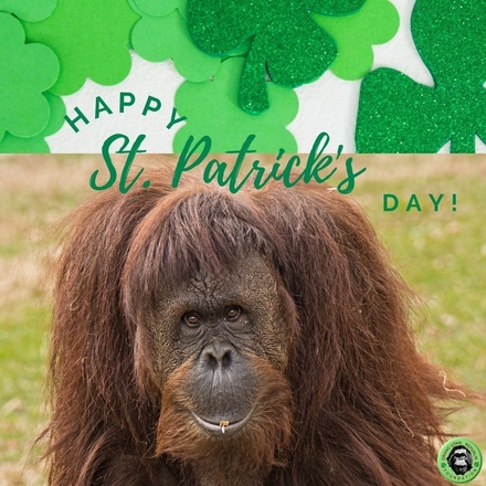 St Patrick's Day eCards