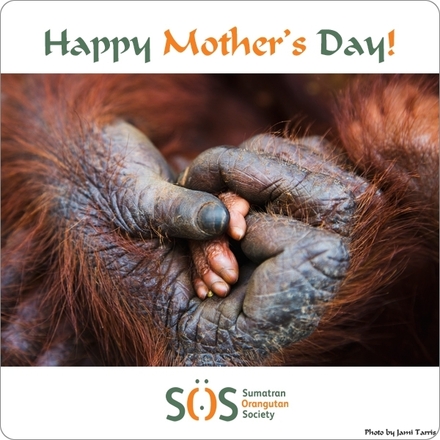 Send a Mother's Day E-Card eCards
