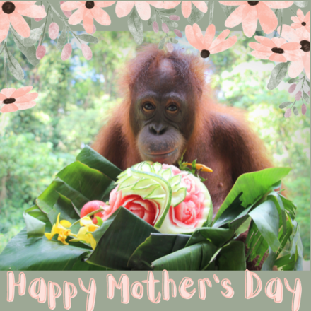 Send a Mother's Day E-Card eCards