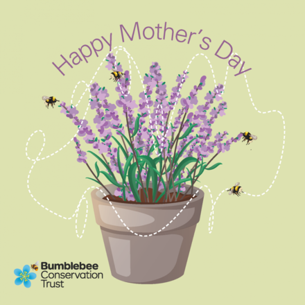 Send a Mother's Day E-Card eCards