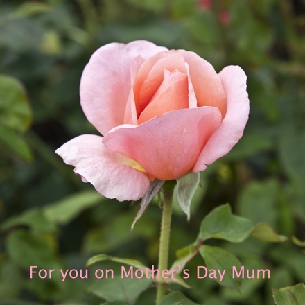 Send a Mother's Day E-Card eCards