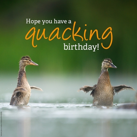 Send a Birthday E-Card eCards