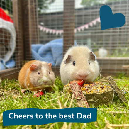 Send a Father's Day E-Card eCards