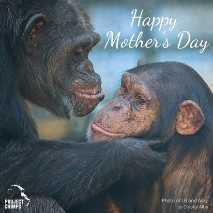 Mother's Day E-Card eCards