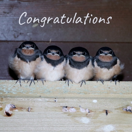 Send a Congratulations E-Card eCards