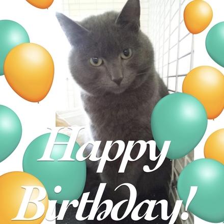 Send a Coventry Cat Group  e Birthday Card eCards