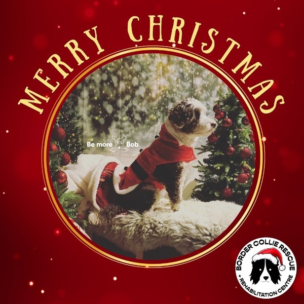 Border Collie Rescue & Rehab Christmas eCards